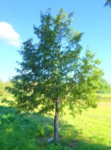 Vartrad - Bergianska trädgården - Stockholm, Sweden - DSC00098