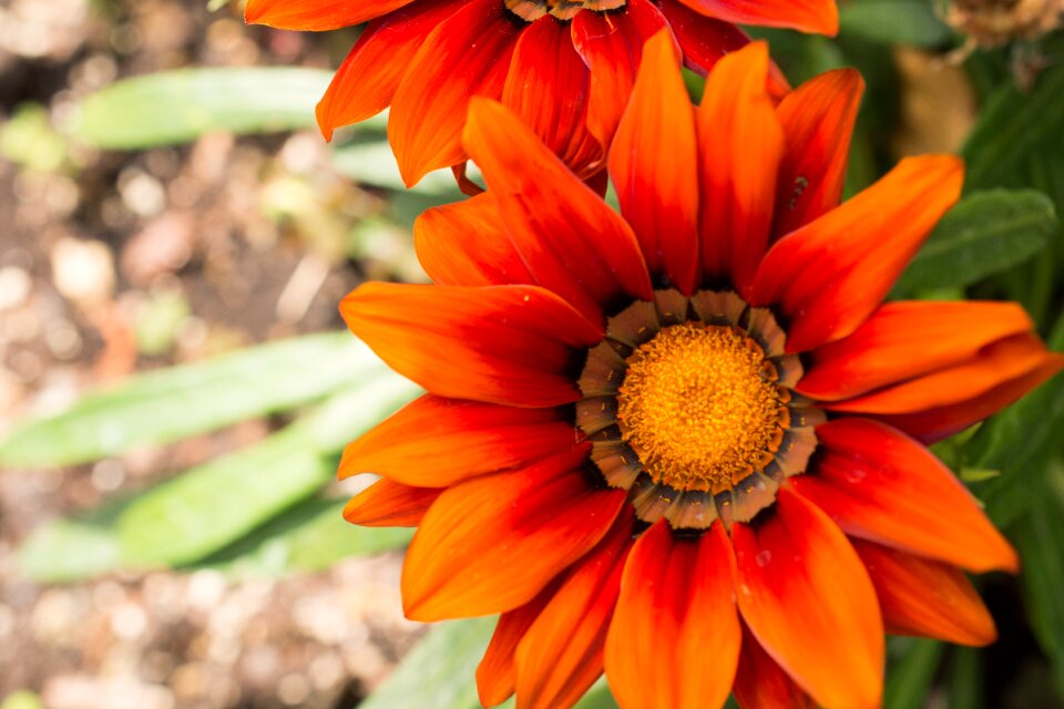 Gazania hybrid plant photo