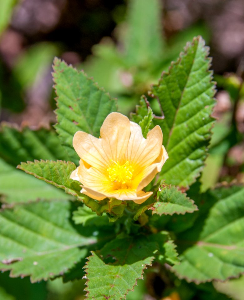 Undefined flower 3