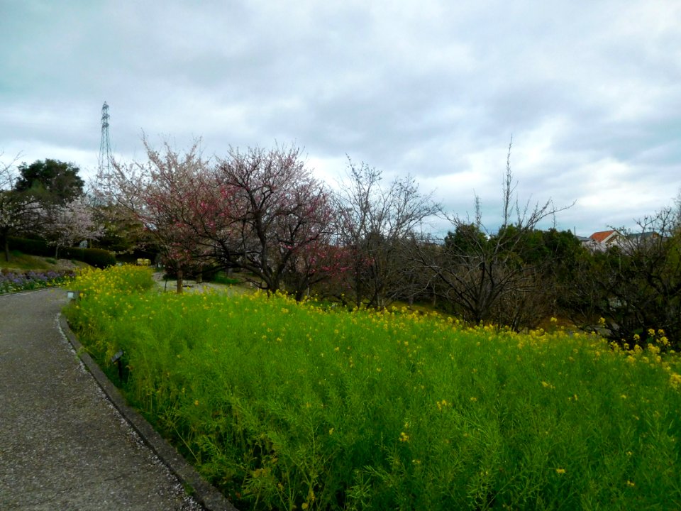 Uji City Botanical Garden DSCN2770