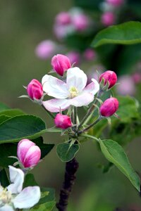 Nature garden petal