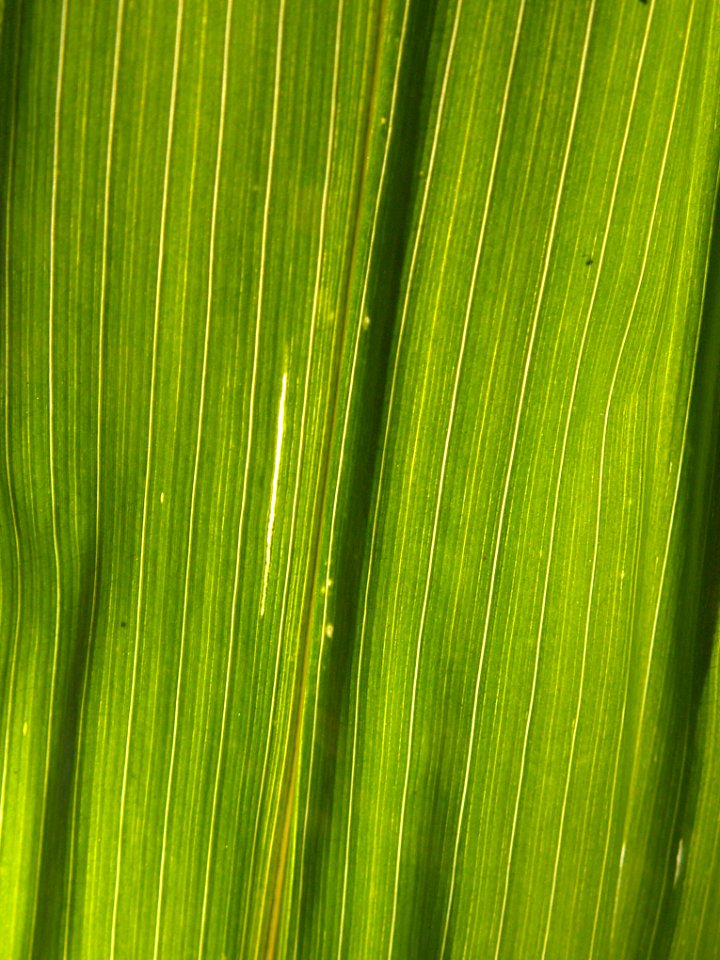 Underside of a Corn Leaf, 2020-07-25