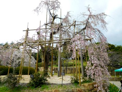 Uji City Botanical Garden DSCN2783