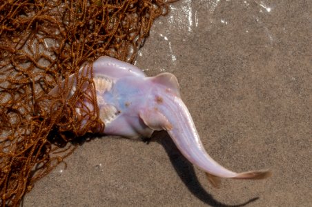 Undefined fish g