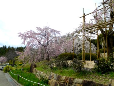 Uji City Botanical Garden DSCN2782