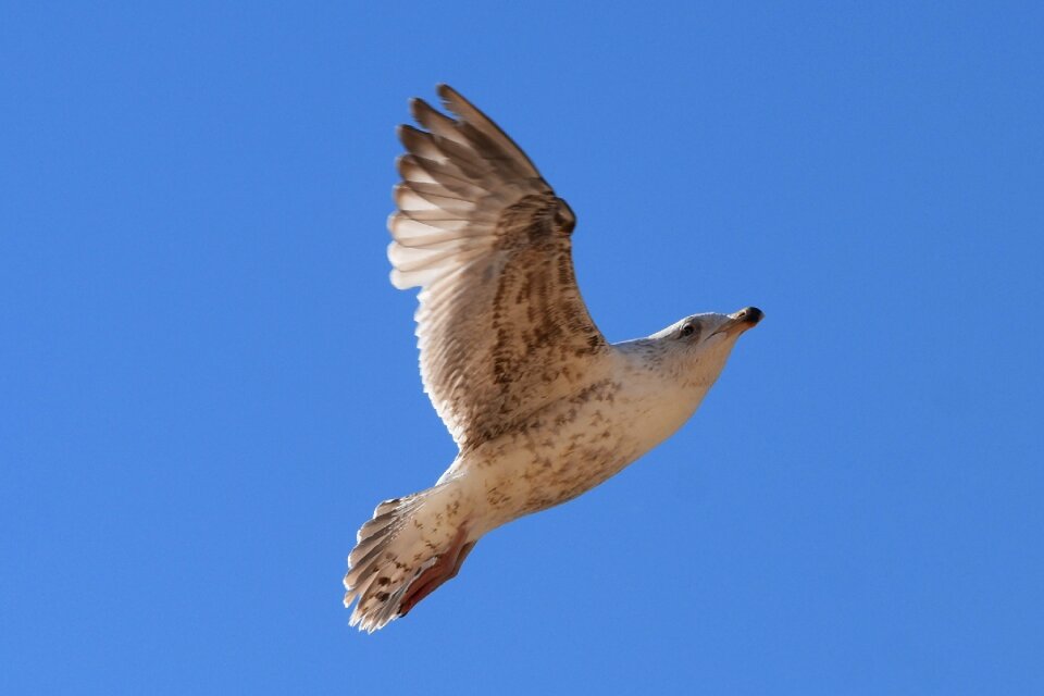 Animal nature air