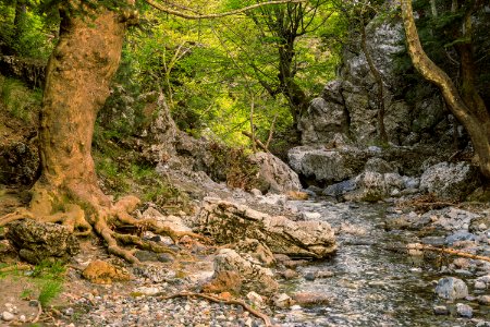 Undergrowth and stream Drymona Euboea Greece photo