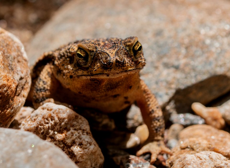 Undefined toad