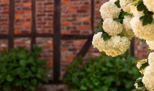 Nature spring flowers white