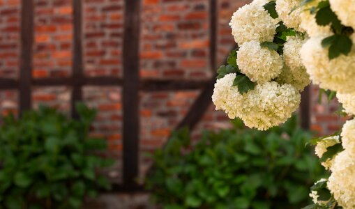 Nature spring flowers white photo