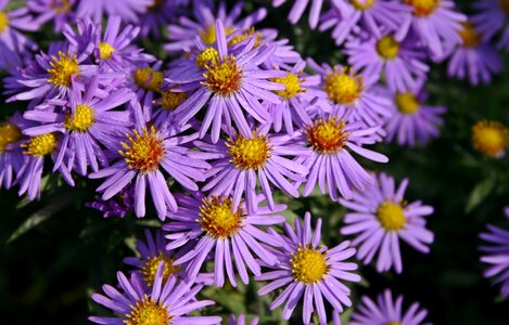 Violet herbstaster bloom