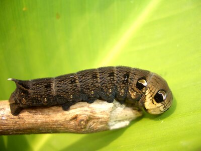 Middle wine owls caterpillar