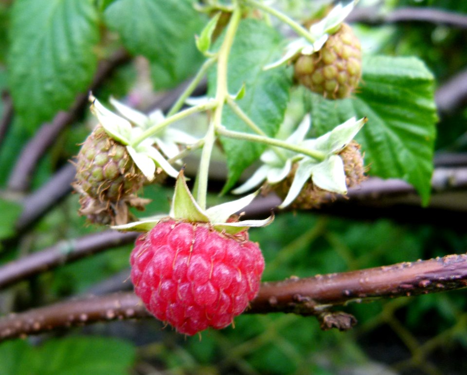 Une framboise