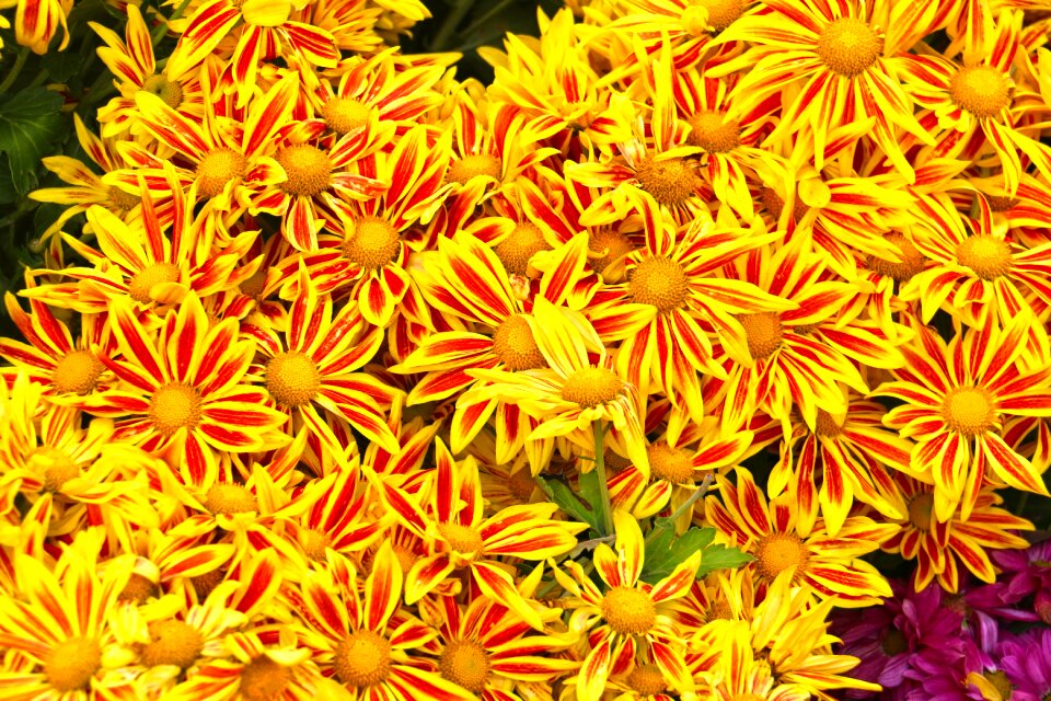 Wallpaper golden yellow sunflower