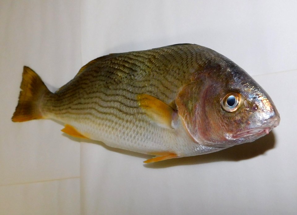 Umbrina roncador 2
