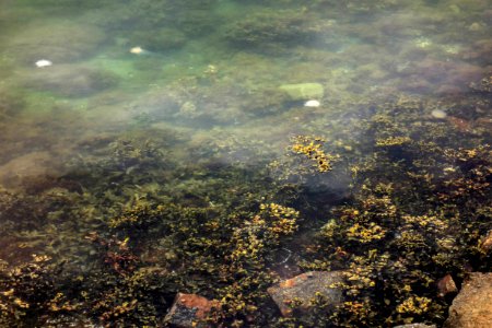 Underwater landscape in Brofjorden at Sandvik 2 photo