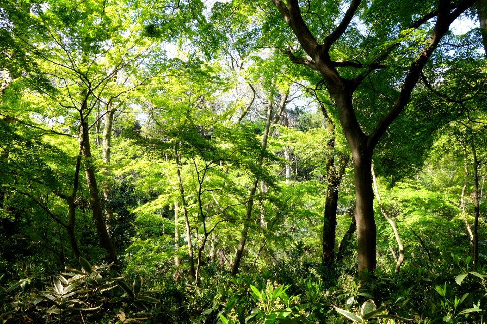 Understory - Institute for Nature Study, Tokyo - DSC02090