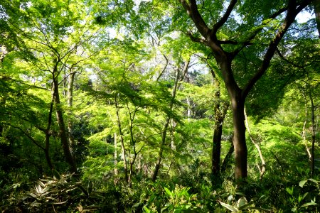 Understory - Institute for Nature Study, Tokyo - DSC02090