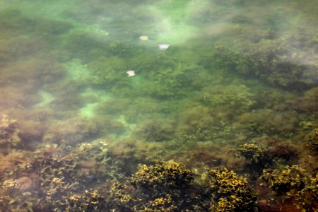 Underwater landscape in Brofjorden at Sandvik 4 photo