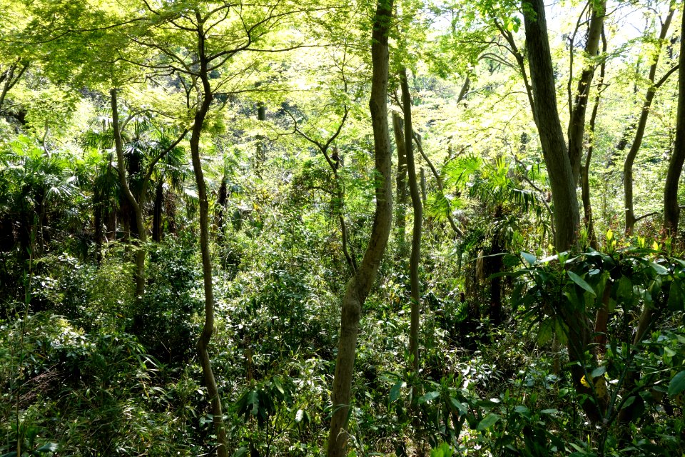 Understory - Institute for Nature Study, Tokyo - DSC02110