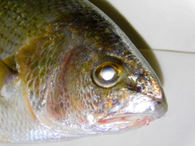 Umbrina roncador