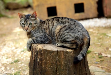 Une des chattes tigrées photo