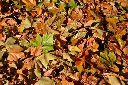 October fall color brown photo