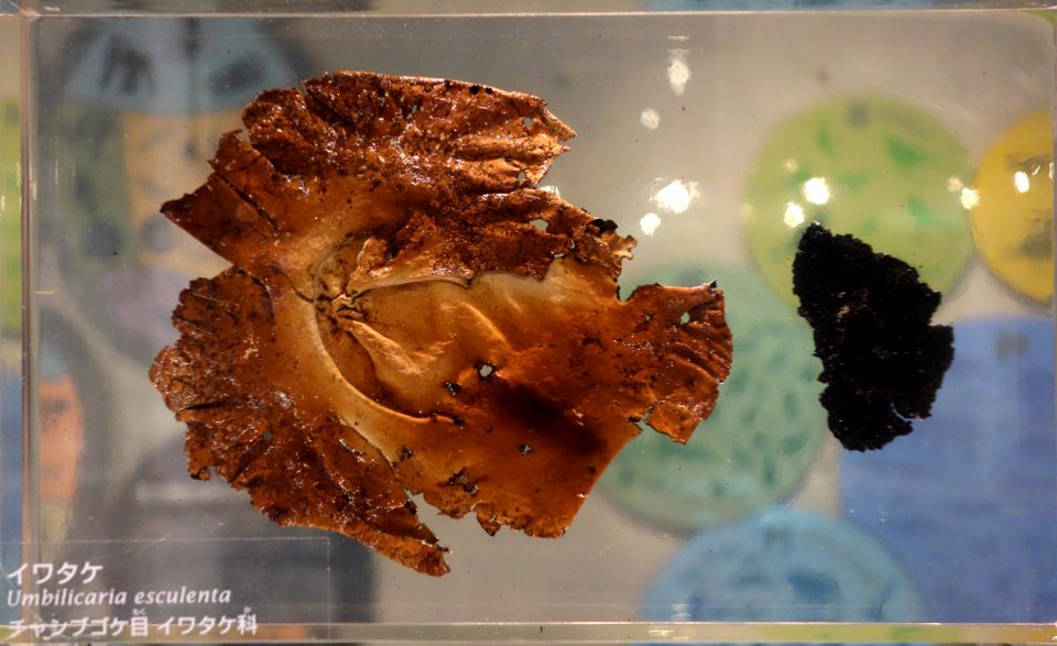 Umbilicaria esculenta - National Museum of Nature and Science, Tokyo - DSC07573