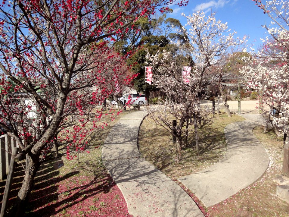 Ume in Okazaki Tenman-gu 110302