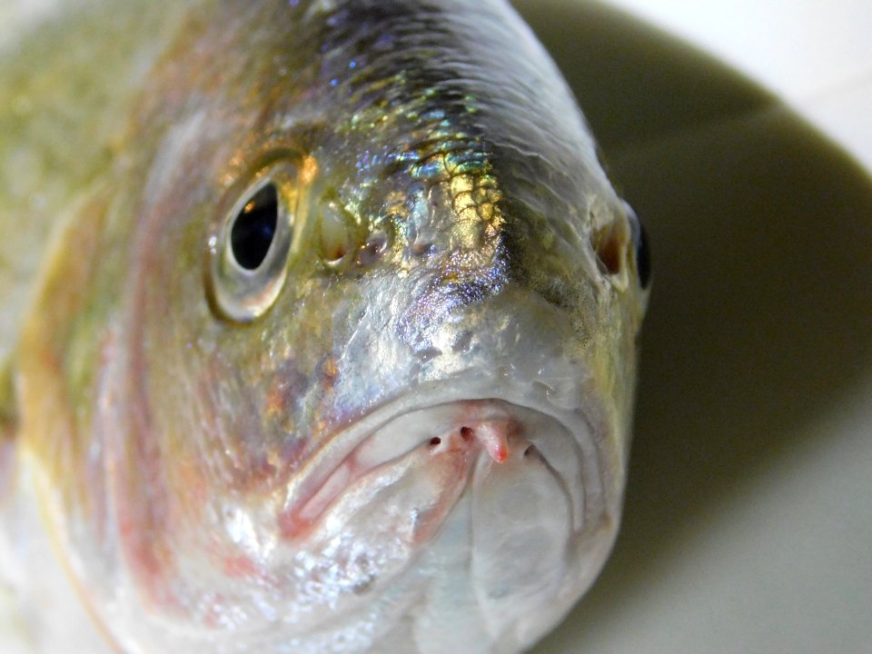 Umbrina roncador barbel