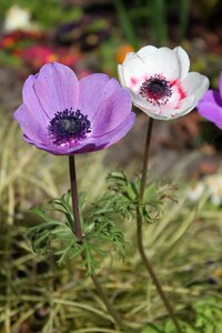 Ireland flower colorful
