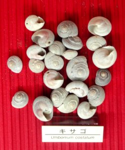 Umbonium costatum - Osaka Museum of Natural History - DSC07779 photo