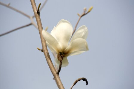 Magnolia flower spring flowers jeonju photo