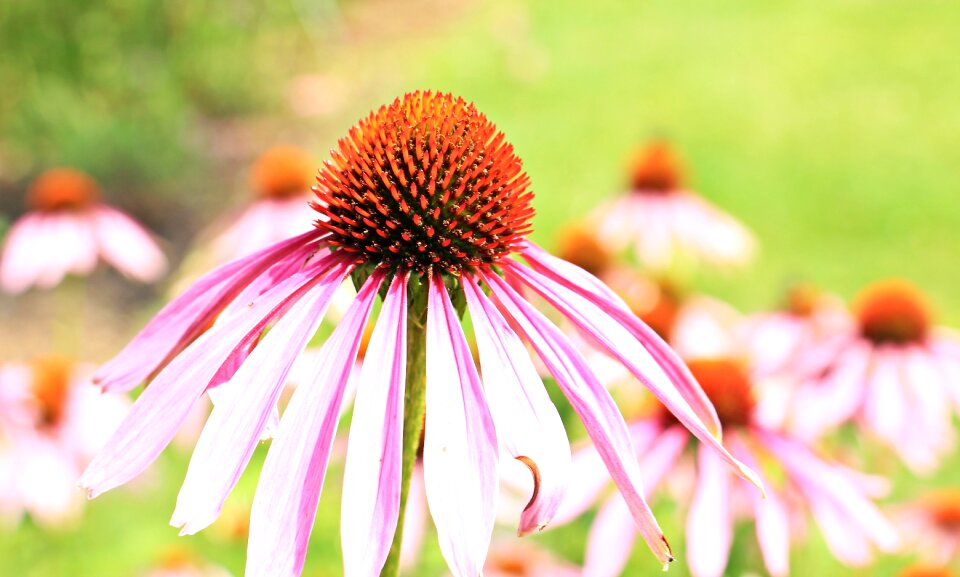 Flower flowers summer