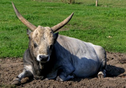Ungarisches Steppenrind, Stier