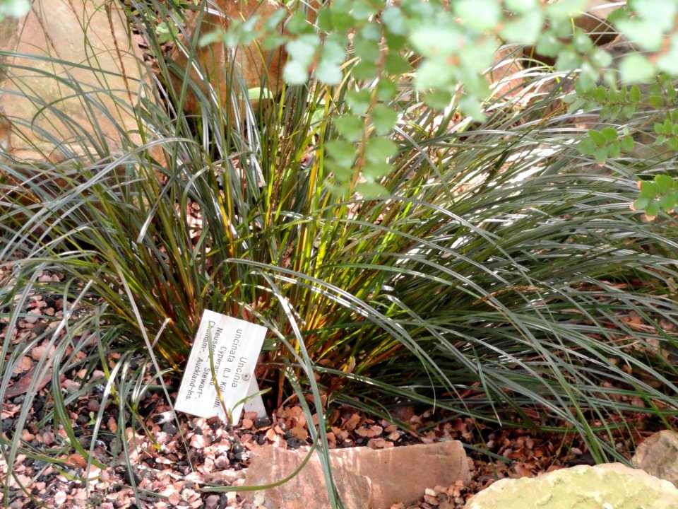Uncinia uncinata - Palmengarten Frankfurt - DSC01922