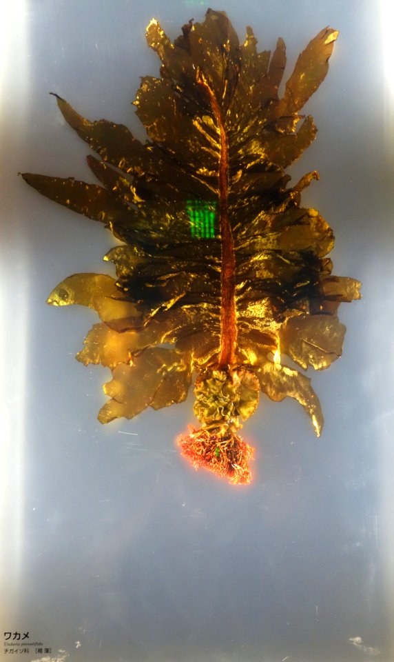 Undaria pinnatifida - National Museum of Nature and Science, Tokyo - DSC07616