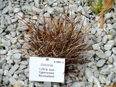 Uncinia rubra - Palmengarten Frankfurt - DSC01983 photo
