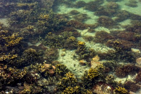 Underwater landscape in Brofjorden at Sandvik 5 photo