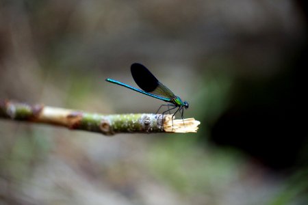 Une turquoise sur la berge