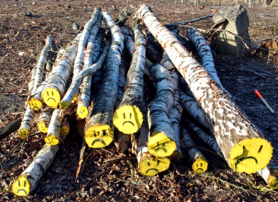 Unhappy birch trunks