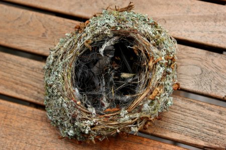 Unbestimmtes Vogelnest (2)