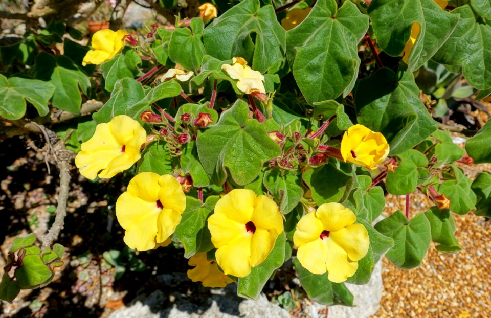 Uncarina grandidieri - Marie Selby Botanical Gardens - Sarasota, Florida - DSC01288