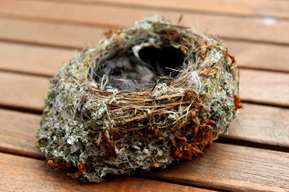 Unbestimmtes Vogelnest (1)