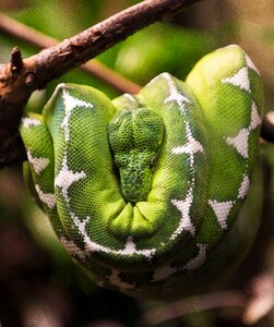 Nature reptilian green skin