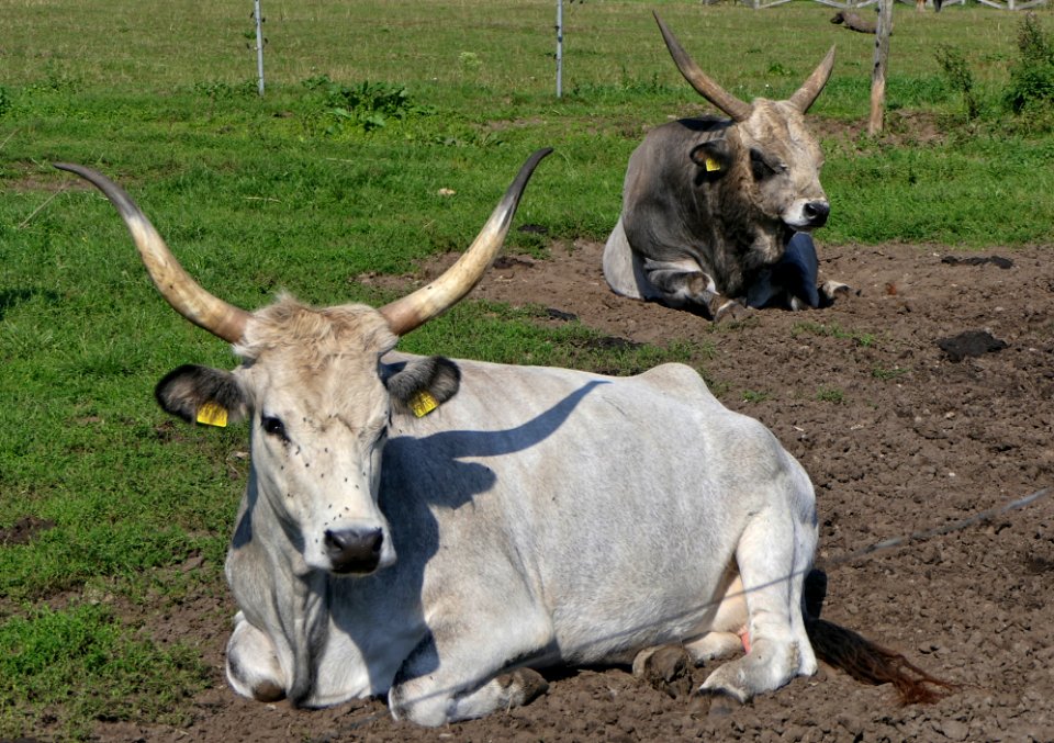 Ungarisches Steppenrind, Kuh & Stier