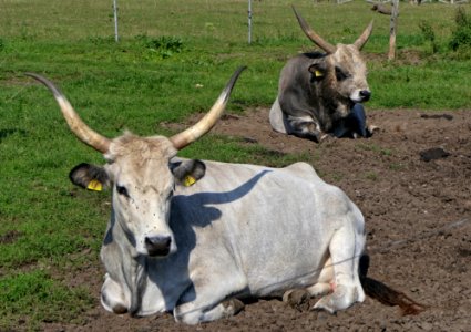 Ungarisches Steppenrind, Kuh & Stier