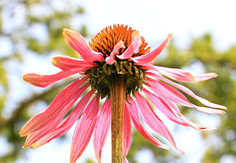 Flower blossom bloom