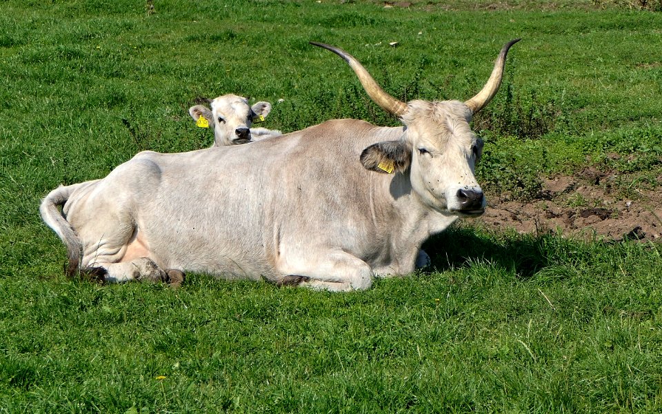 Ungarisches Steppenrind, Kuh & Kalb