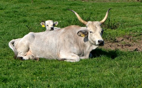 Ungarisches Steppenrind, Kuh & Kalb